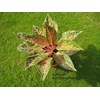 aglaonema gabriel