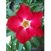 merah