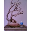 adenium bonsai 2
