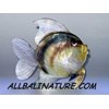 sea shell fish