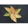 juliet 8,5 daun