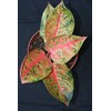 tiara super 6 daun