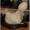 suseiki ayam