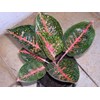aglaonema - adelia