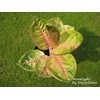 aglaonema moonlight (7)