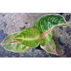 aglaonema veronida 8-9d