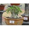 arabicum rcn contest form
