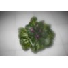 african violet ( 006)
