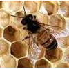 madu/ honey bee forest