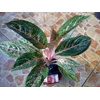induk jt 2000 (terjual - makasar )