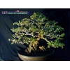 bonsai ileng-ileng