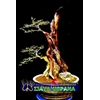 bonsai kaliage/ sisir