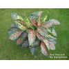 aglaonema red peacock (thai)