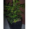 bibit jaboticaba / anggur brasil 40-50cm
