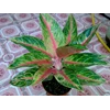 roro mendut 4 tunas (terjual)