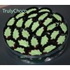 chocolate mint