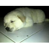 anjing kintamani umur 6 minggu