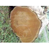 kayu besar ( teak wood )