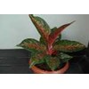 aglaonema hot lady