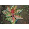 aglaonema tiara