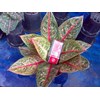 diana 11 daun (terjual)