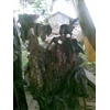 batu fosil
