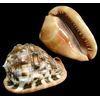 raw sea shell material_cassis rufa