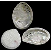 raw sea shell material_ruby abalone