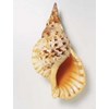 raw sea shell material_pacific triton