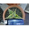 pinguicula varigata