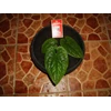 anthurium sirih