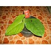 anthurium sirih