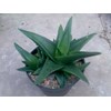 aloe sp.