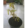 puring scorpio kristata