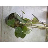 sirih hitam