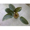 philo red congo