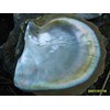 kulit kerang mutiara / shell