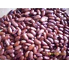 bibit kacang merah ~ phaseolus vulgaris l.~ indonesian kacang merah ~ kidney bean* * sms= + 6281326220589 * * sms= + 6281901389117 * * sms= + 6285876389979 * * nurida479@ yahoo.com