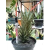 gracilis