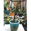 fichery black horn