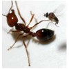 pest control