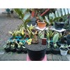 zamia furfuracea ~ no. 4