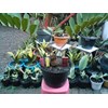 zamia furfuracea ~ no. 11