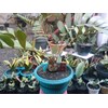 zamia furfuracea ~ no. 7