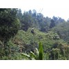 flying fox di puncak bogor
