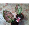 ruby wayang 2 pot ( terjual-batam)