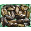 : kerang kijing
