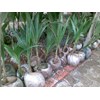 bibit kelapa pandan thailand