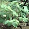 daun jati belanda