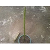 s singularis 95cm